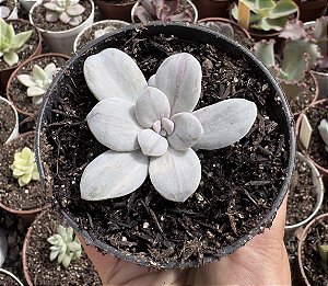 G. SILVERBUM VAR. POTE 9 (sem raiz)