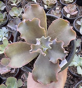 E. GIBB. GOLDRAY IMPORTADA POTE 11 (POUCA RAIZ)