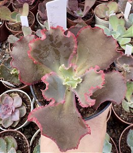 E. GIBB. HAKURO IMPORTADA POTE 11