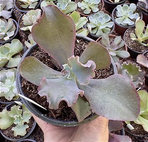 E. GIBB. ZORRO POTE 11