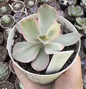 E. ROSE ROCK VARIEGATA POTE 9