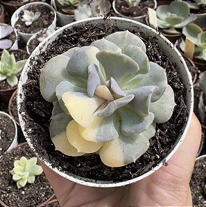 E. CUBIC FROST VAR. (2) POTE 9