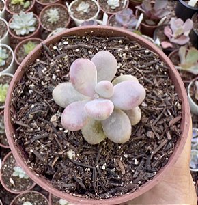 GRAP. AMESTHYSTINUM (PEQUENO) POTE 9