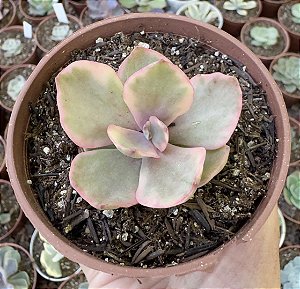 E. GOLDEN STATE VAR. POTE 9 (POUCA RAIZ)