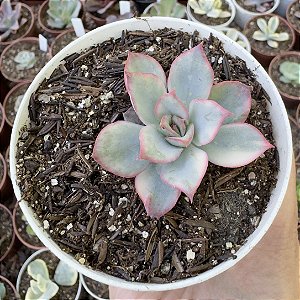 E. MOON GOODNESS VAR. POTE 9 (POUCA RAIZ)