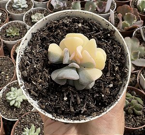 E. CUBIC FROST VAR. POTE 9 (POUCA RAIZ)