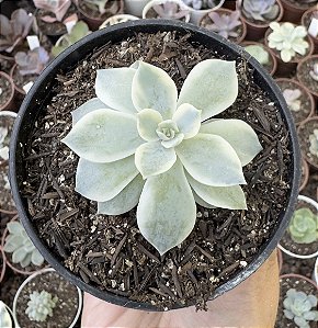 E. SUBSESSILIS VAR. POTE 9 (POUCA RAIZ)