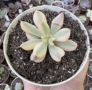 E. DARK VADER VAR. POTE 9 (SEM RAIZ)