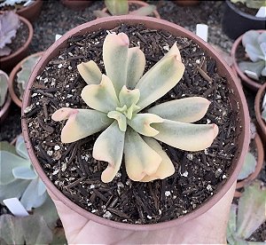 E. DARK VADER VAR. POTE 9 pouca raiz