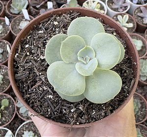 E. SPIRALIS POTE 9