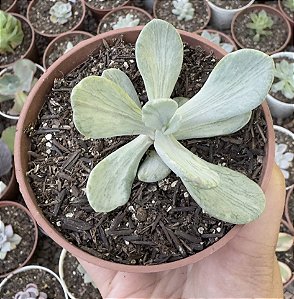 P. JOCELYN´S JOY POTE 9