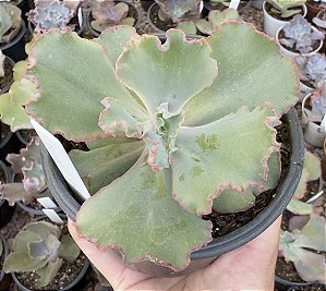 E. GIBB. NIGHT FIRE POTE 11