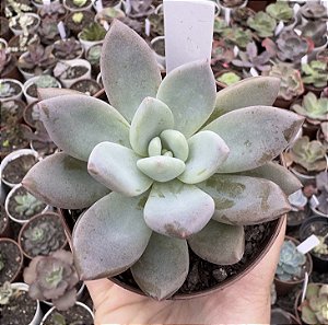 GRAP. OPALINA POTE 9