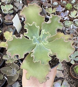 E. GIBB. ALMA WILSON POTE 11