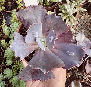 E. GIBB. TRAMADOL POTE 9