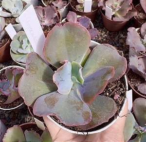 E. GIBB. AVOCADO POTE 11
