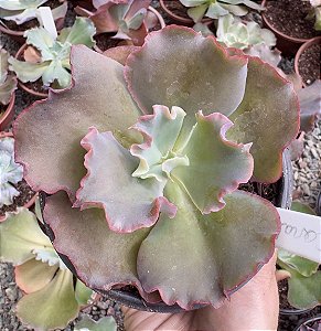 E. GIBB. CORRALLIUM POTE 11