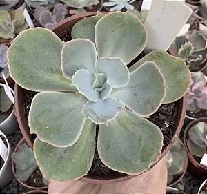 E. GIBB. ANJO CAÍDO POTE 9