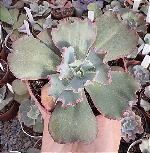 E. GIBB. MIDWAY(CARÚNCULAS) POTE 9