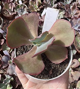 E. GIBB. RUBY LADY (CARÚNCULAS) POTE 9