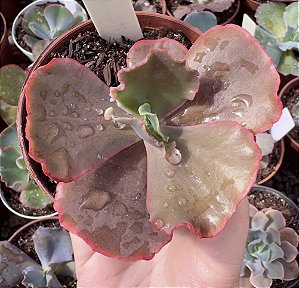 E. GIBB. RED REGIS POTE 9