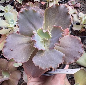 E. GIBB. BLACK PEARL POTE 11