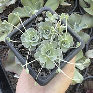 OROSTACHYS BOHEMIERI POTE 7