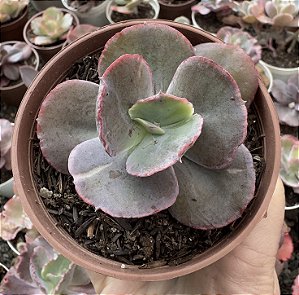 E. GIBB. CRISONTIDE POTE 9