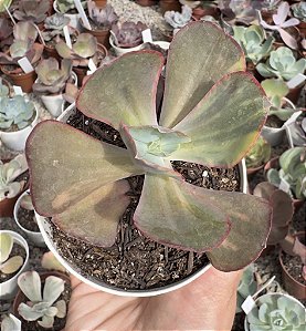 E. GIBB. CAN CAN VAR. POTE 9