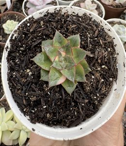 E. MONOCEROTIS VAR. POTE 9 (SEM RAIZ)