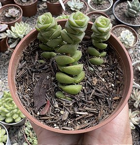 C. PERFORATA IMPORTADA POTE 9