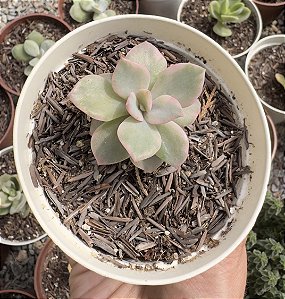 E. PINK HARIN VAR. COREANA POTE 9