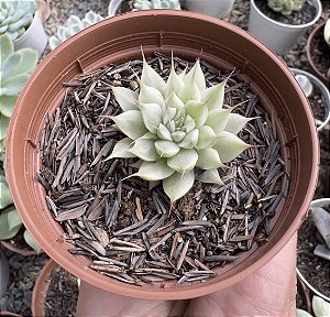 GRAP. SILVER STAR VAR. POTE 9