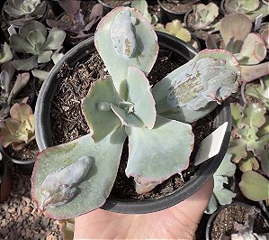 E. GIBB. ETNA (CARÚNCULAS) POTE 11