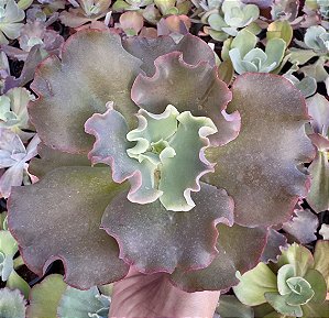 E. GIBB. KREAM CORAL POTE 11
