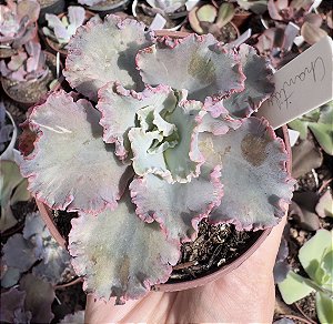 E. GIBB. CHANTILLY POTE 9