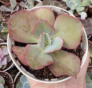 E. GIBB. HB COREANA C/ CARÚNCULAS POTE 9