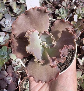 E. GIBB. CARAMEL MACCHIATO POTE 9