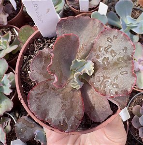 E. GIBB. CARMEN POTE 9