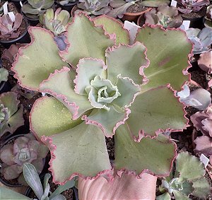 E. GIBB. RENDA ROSE POTE 9