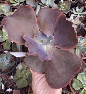 E. GIBB. PURPLE CREEP POTE 11