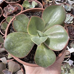 E. GIBB. BIG RED POTE 13