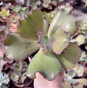 E. GIBB. LEOPARD DRAGON POTE 11