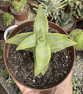 C. PERFORATA PENHOEK PASS POTE 9