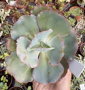 E. GIBB. WARY PEARL POTE 9