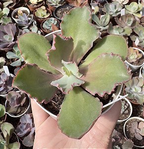 E. GIBB. BLUSH POTE 9
