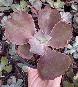 E. GIBB. BITTERSWEET POTE 11