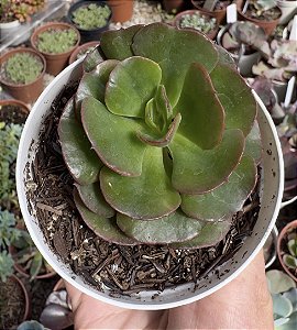 E. GIBB. LIZ (CARÚNCULAS) POTE 9