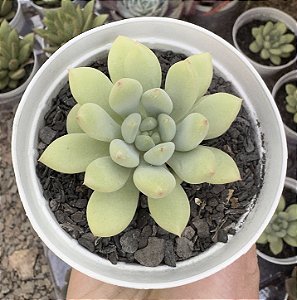 E. ELF MILK POTE 9