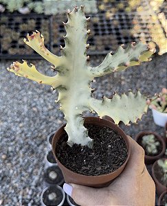 EUPHORBIA LACTEA VAR. (WHITE GHOST) POTE 11 SEM RAIZ